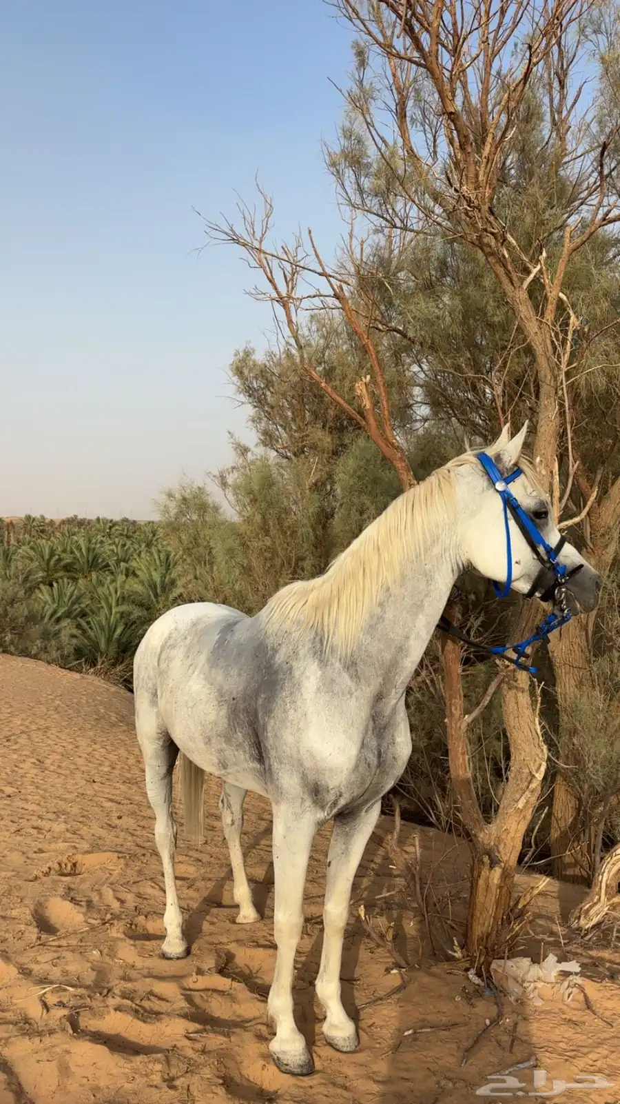 حصان واهو ورق 4