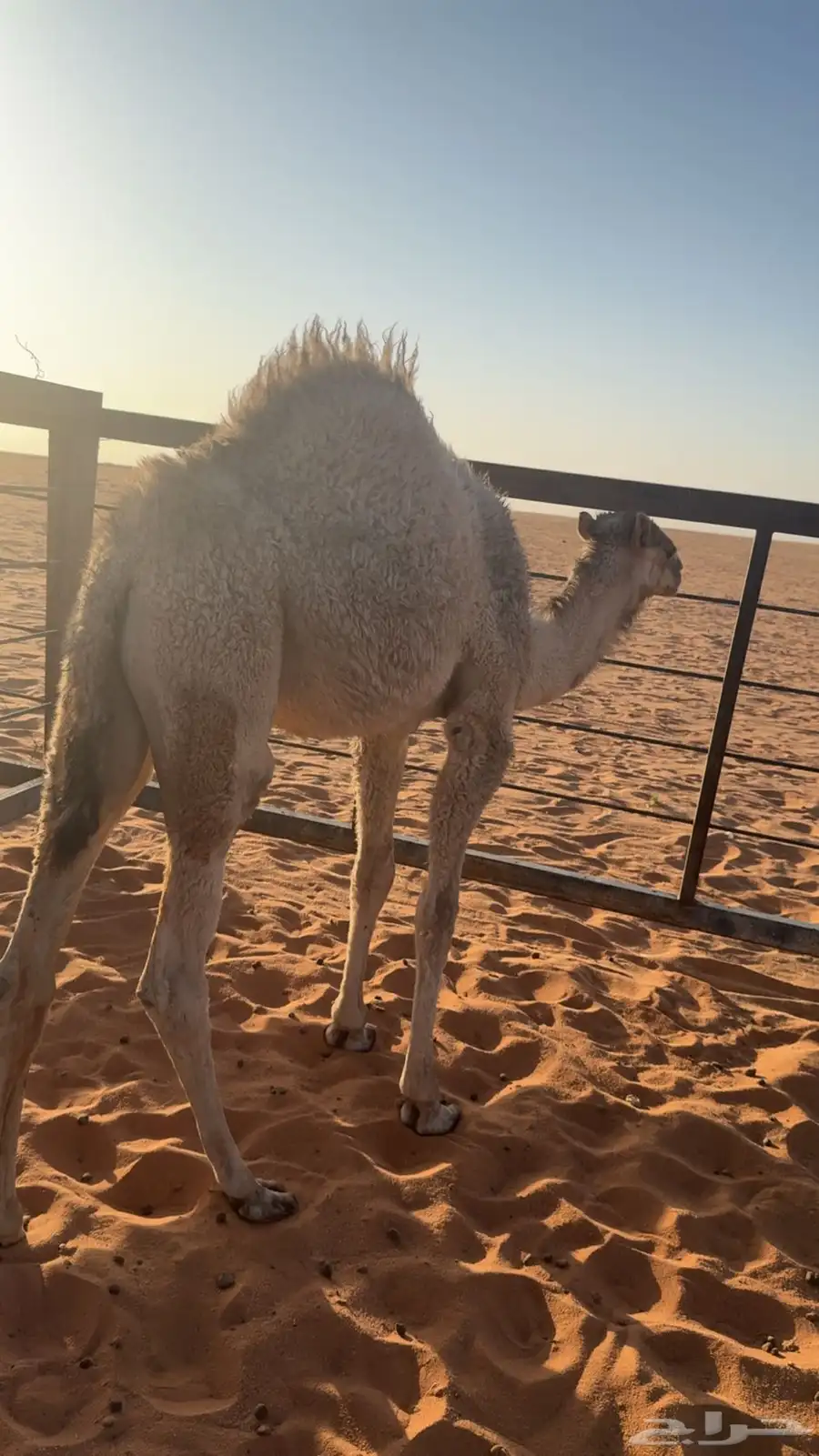 حواره للبيع 1