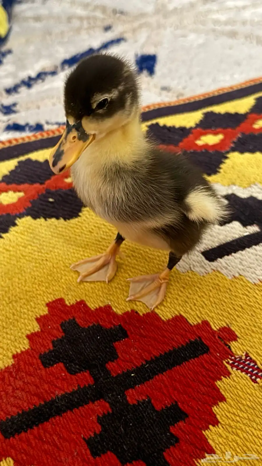 بطه لعوبه 0