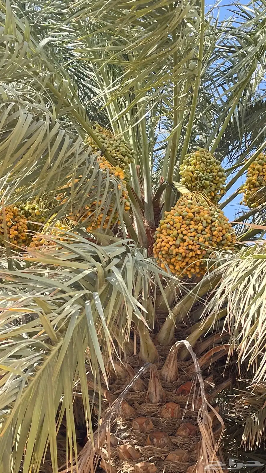 للبيع محصول نخل خلاص وهلالي وبرحي 5