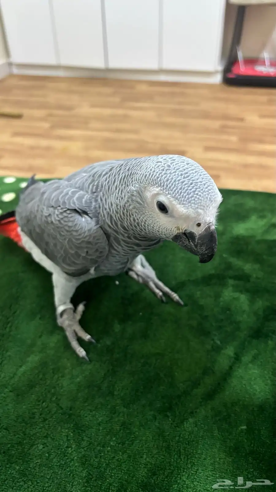 فرخ كاسكو دبل سوبر جامبو تم تنزيل الحد لسرعة البيع 1