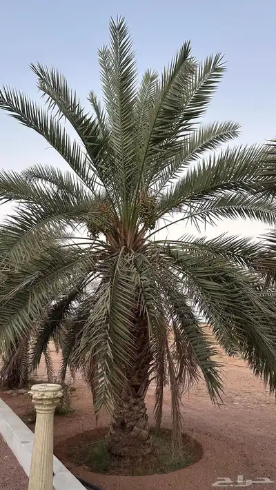 نخل للبيع 2