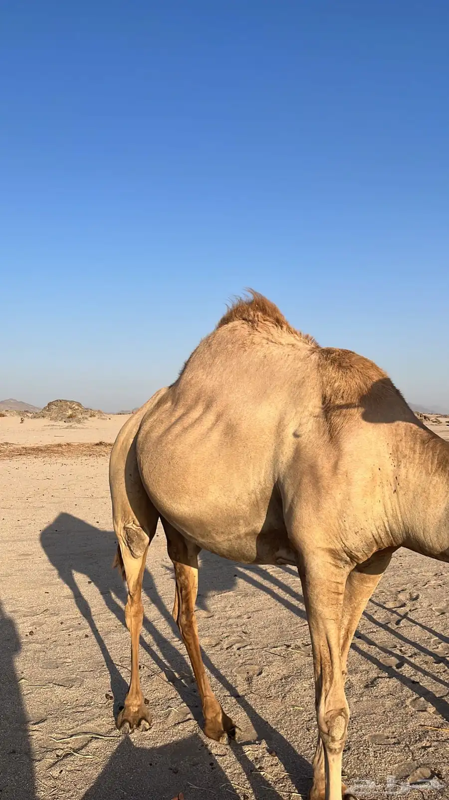 ناقه حايل 1