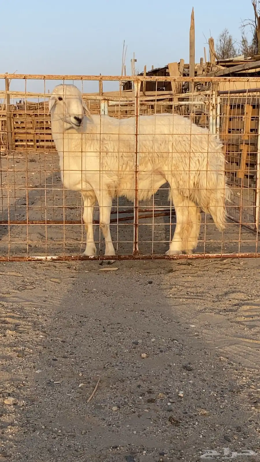 فحل حري فحول حريه جذع ورباع 5