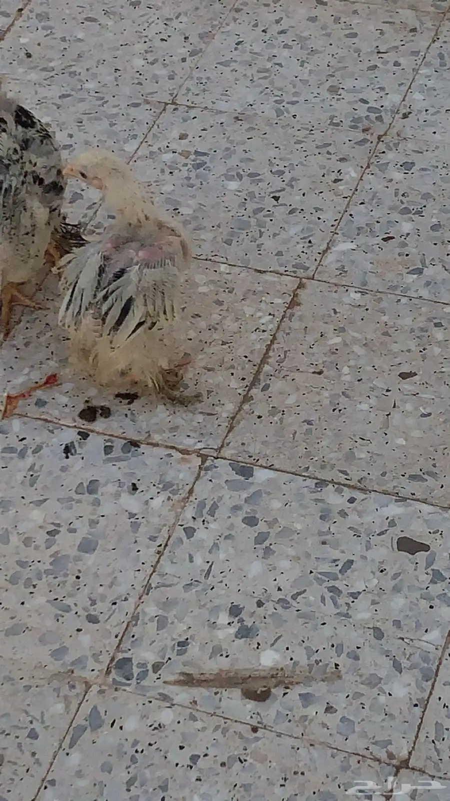 صوص براهما 1