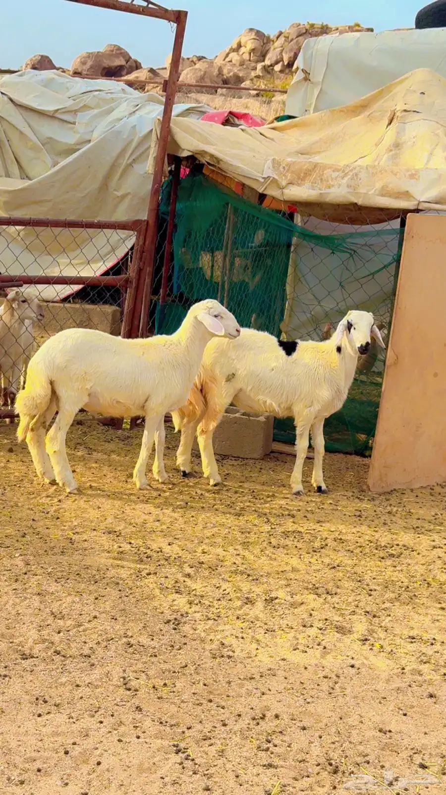 خرفان للبيع 5