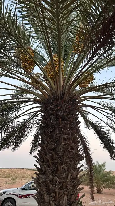 نخل للبيع 1