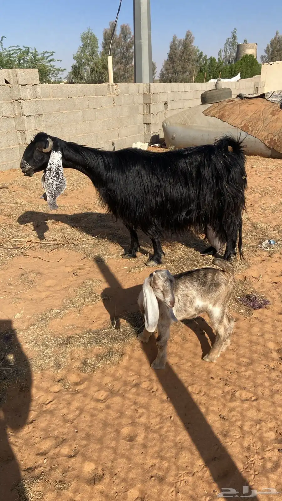 عنز صنف عارضيه والد معها جفره 0