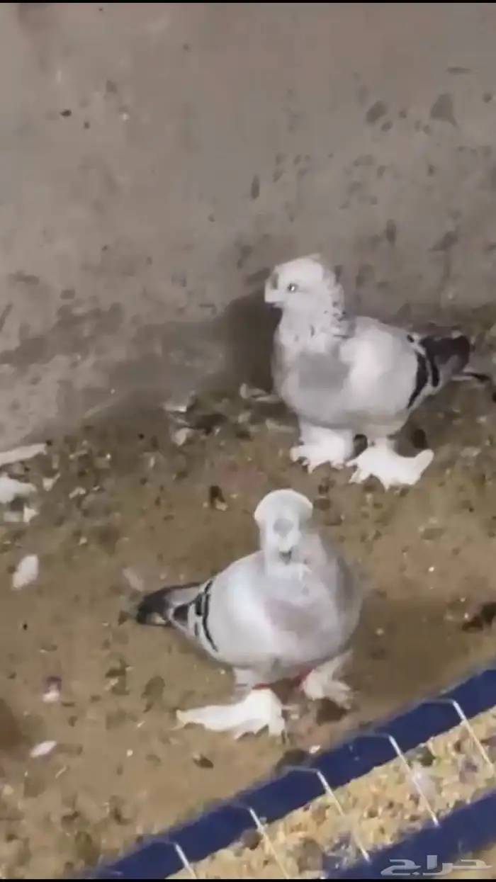 حمام تركي 0