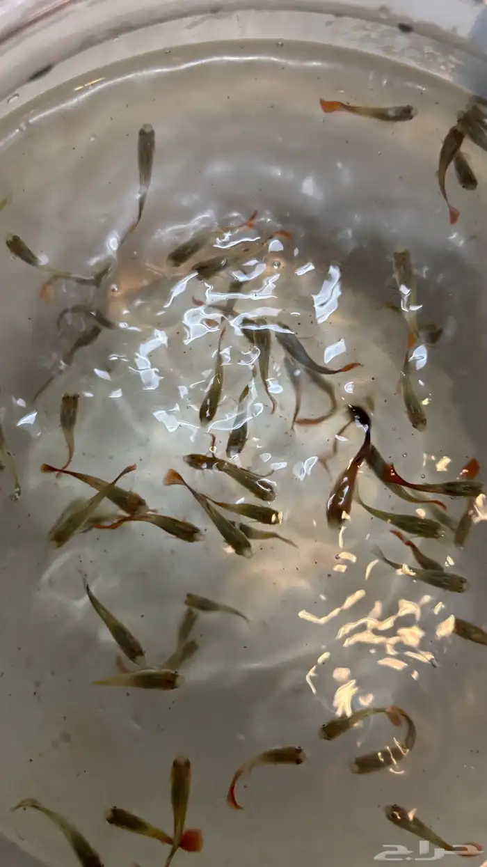 سمك جوبي الحبه ريالين للجمله 0
