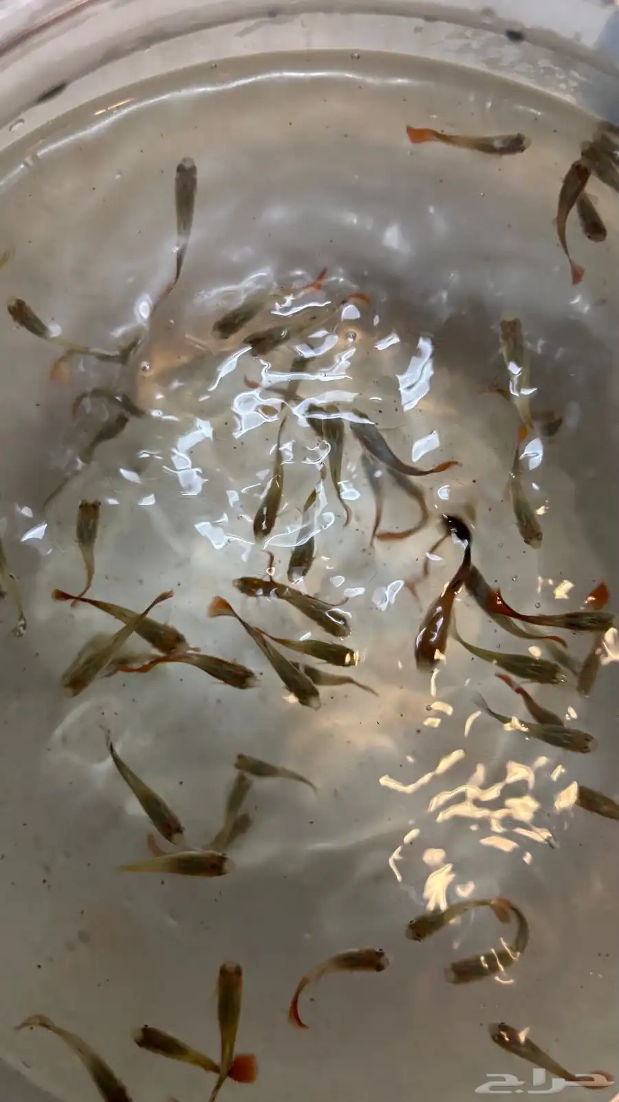 سمك جوبي الحبه ريالين للجمله 0