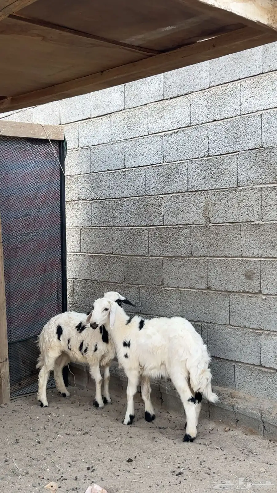 طليين نضاف وسمان الموقع بيشه 1