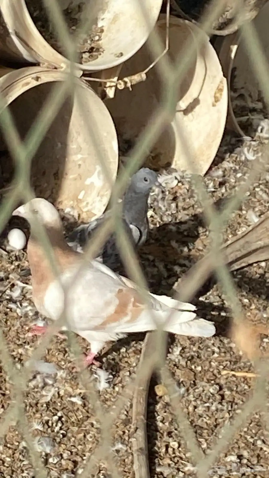 حمام 4