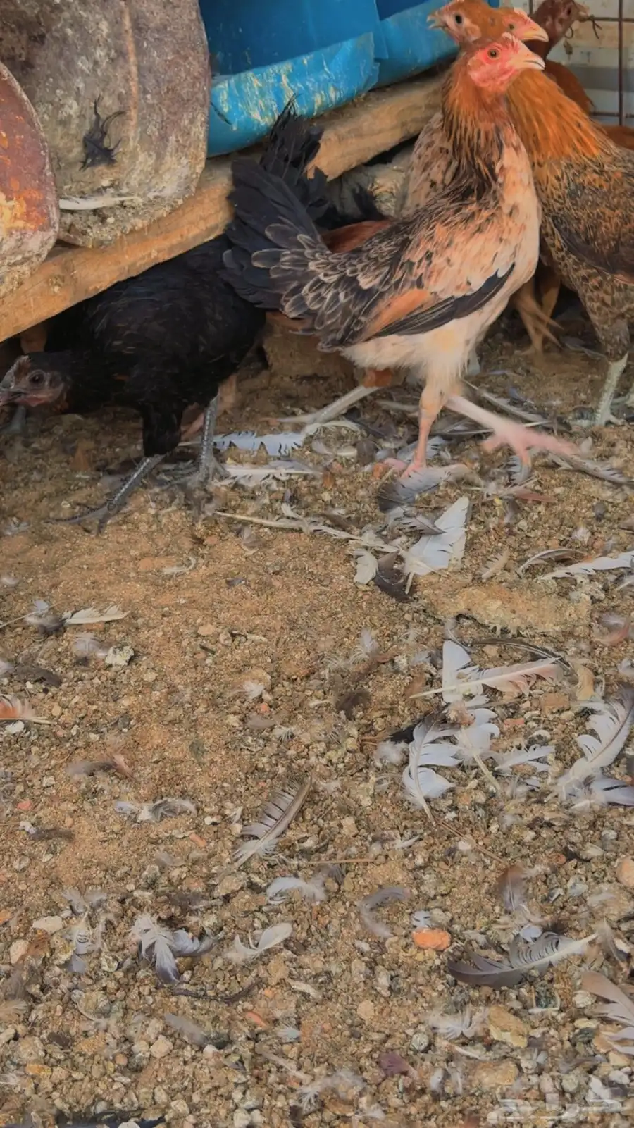 دجاج بشاير 2