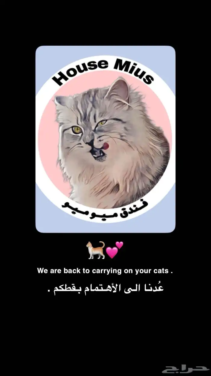 فندقة قطط الدمام   الخبر   الظهران 0