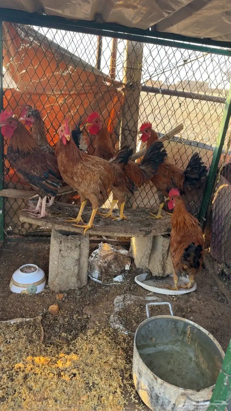 لبيع ديك 1