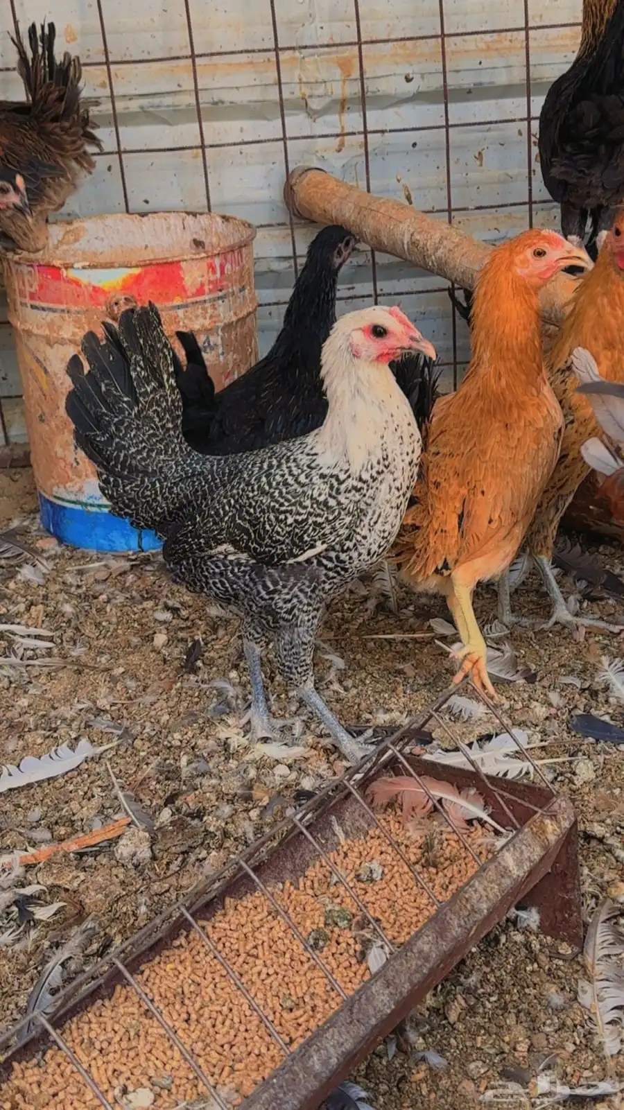 دجاج بشاير 4