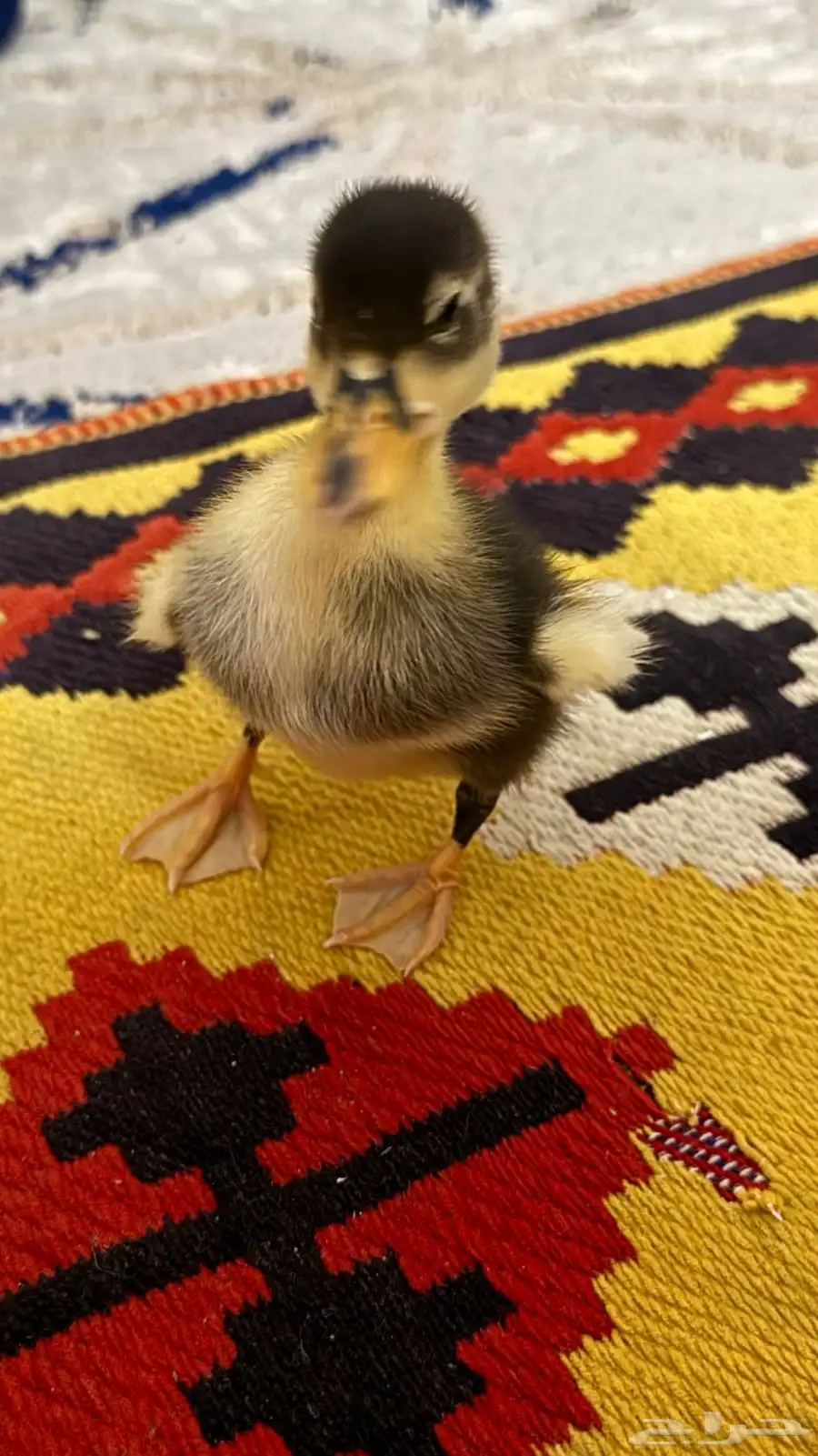 بطه لعوبه 2