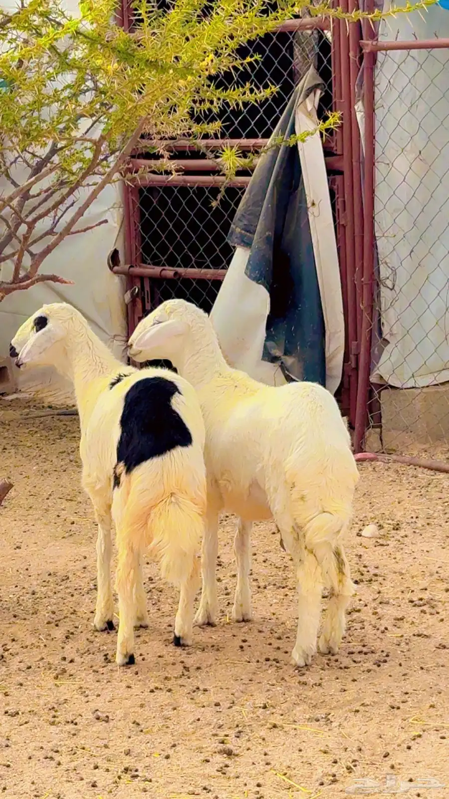 خرفان للبيع 2