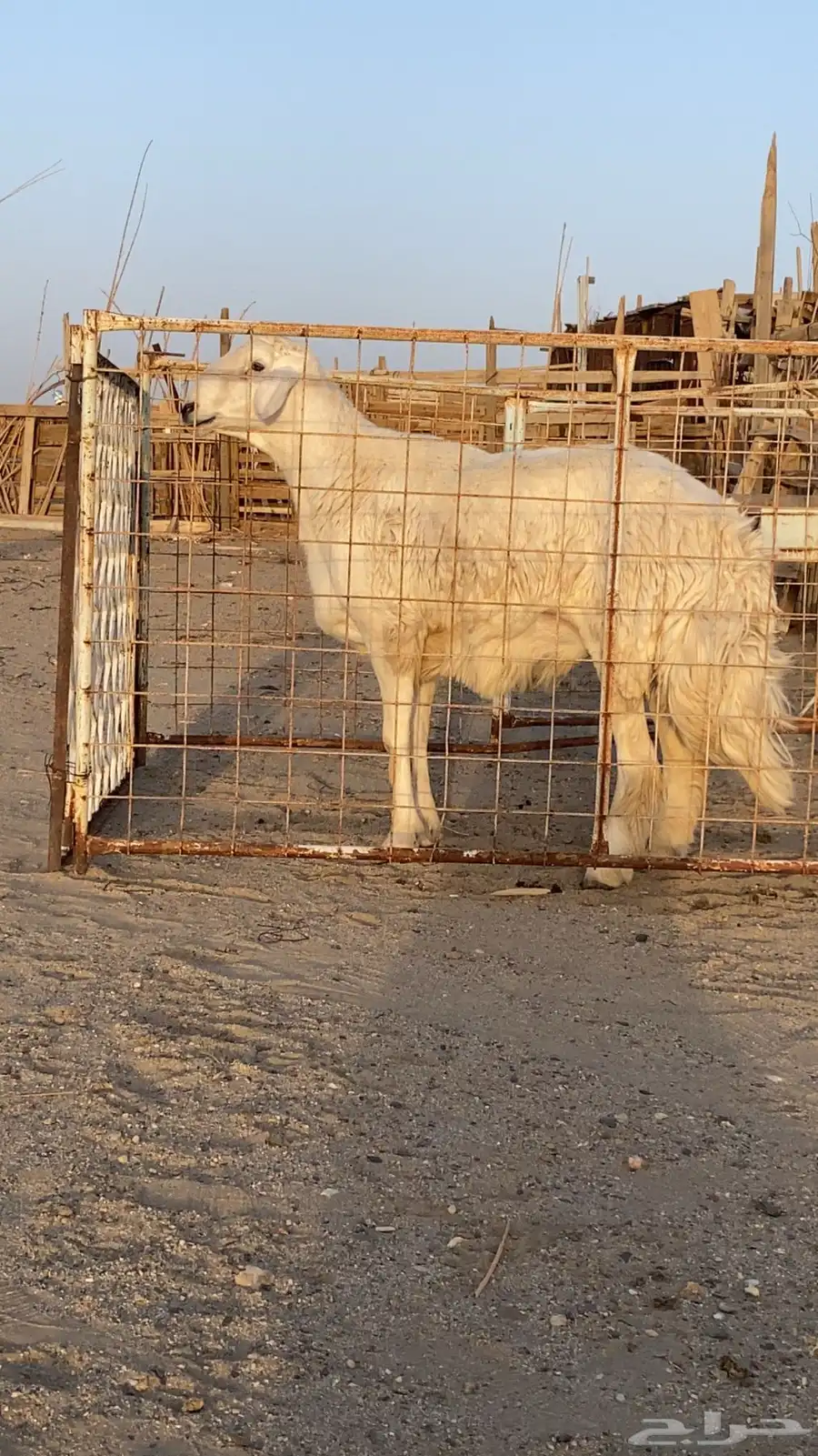 فحل حري فحول حريه جذع ورباع 8