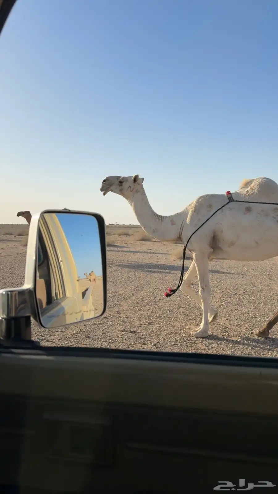 للبيع الناقه الطيبه بداوه حايل عين وحده ماتشوفه ابها 0
