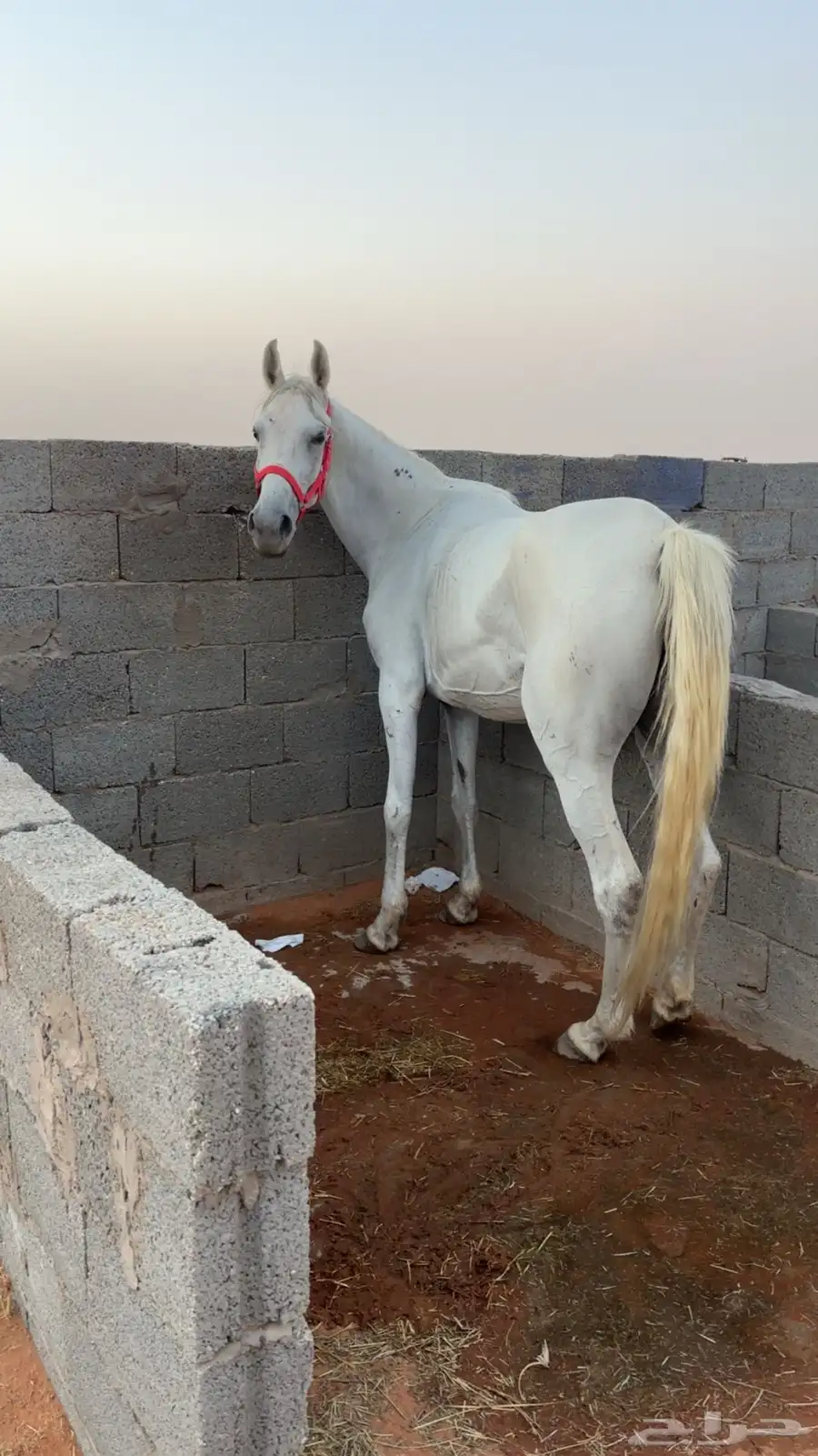 فرس 0