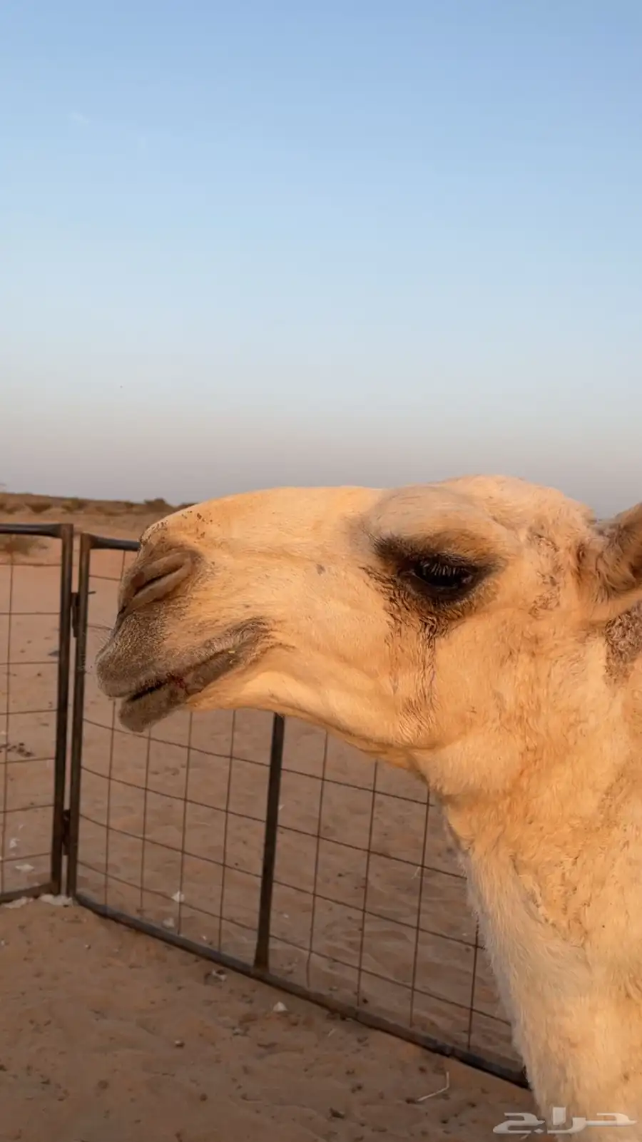 حوار للبيع من عيال بعارين ابن حميد 4