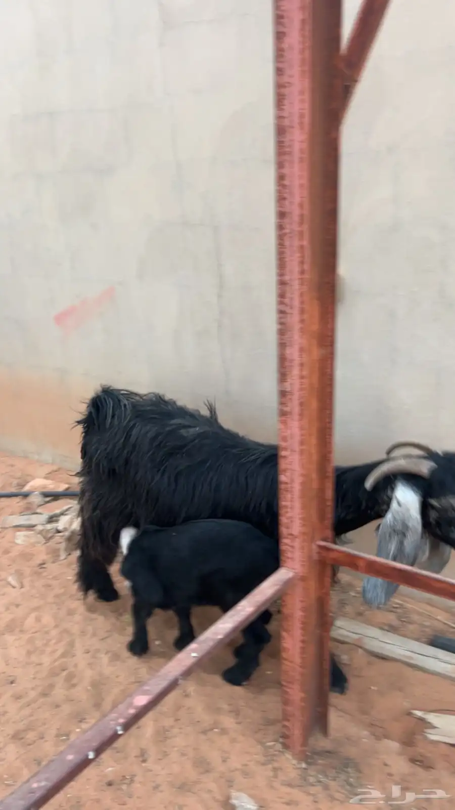 عنز معها توم 2