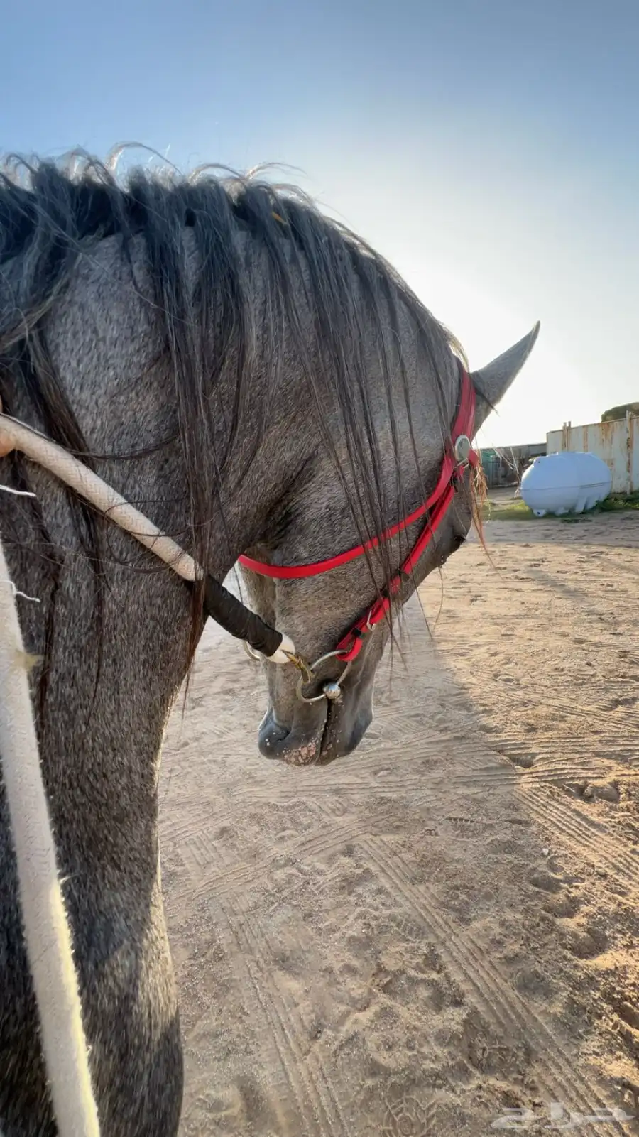 عسف خيل وتجهيزها للشتاء 1