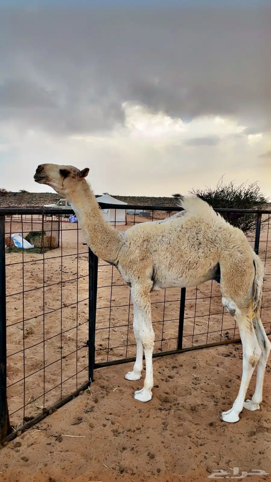حوار للبيع من عيال بعارين ابن حميد 1