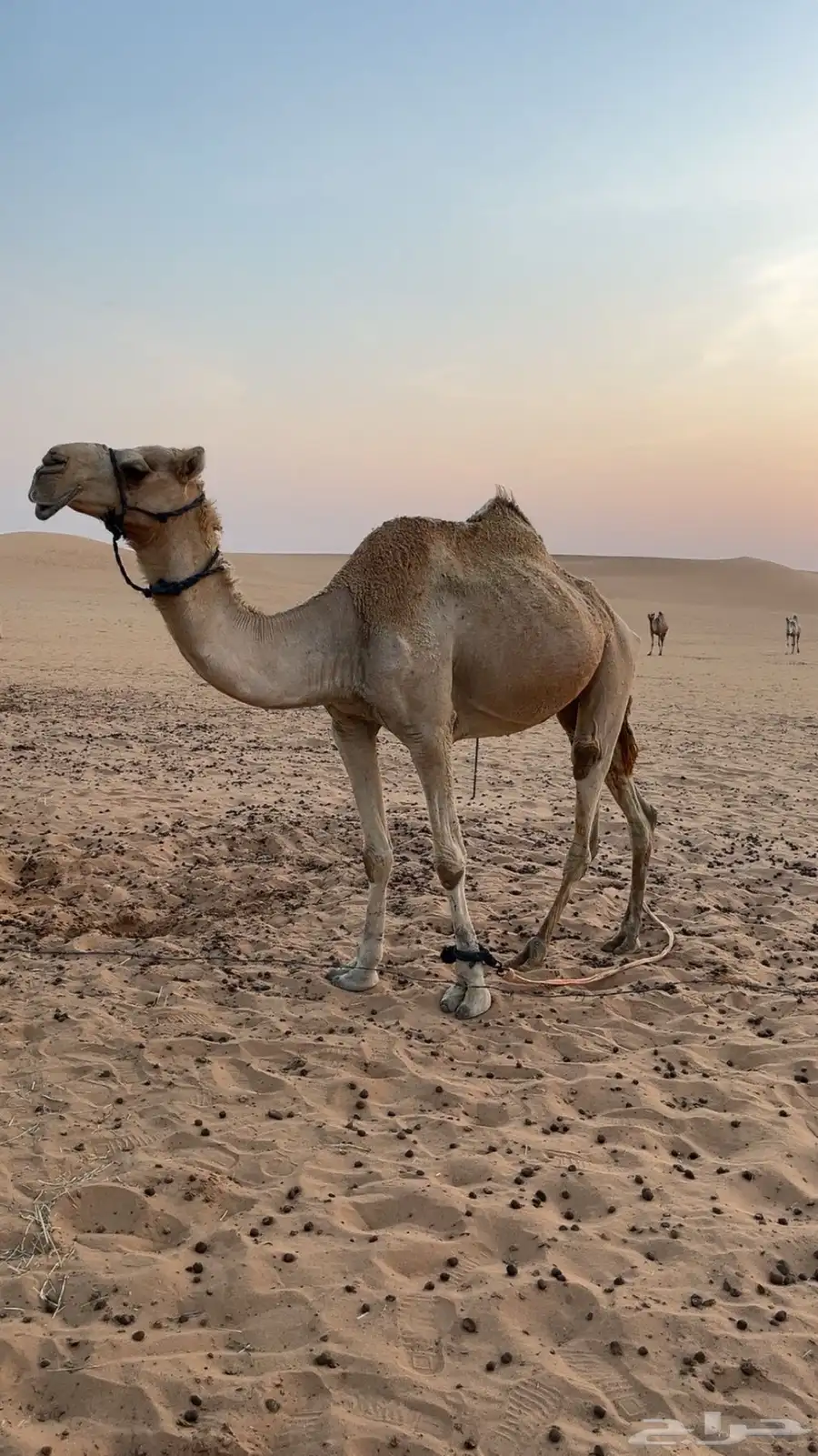 للبيع ركبي 0
