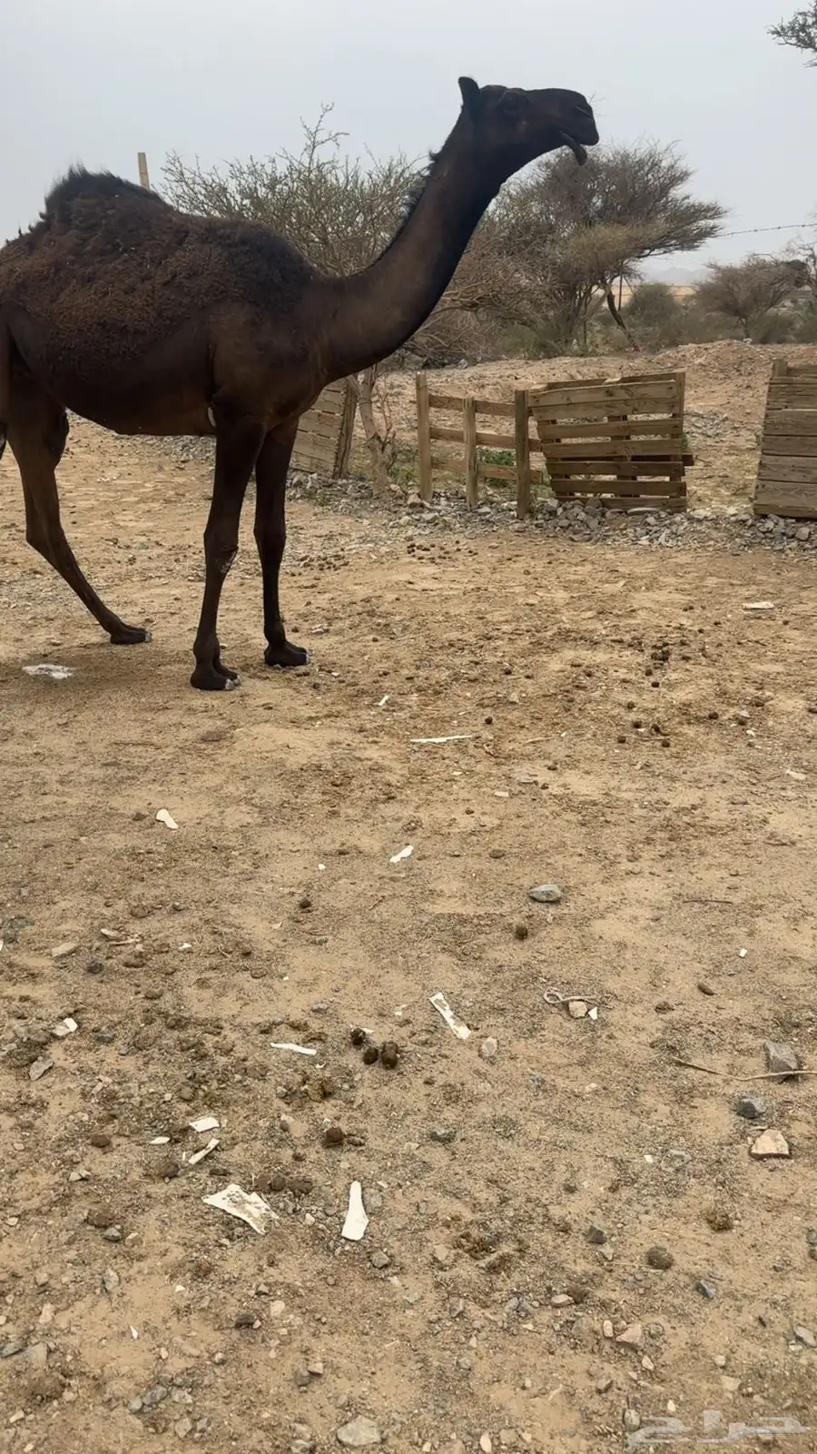 بكره طيبه 1
