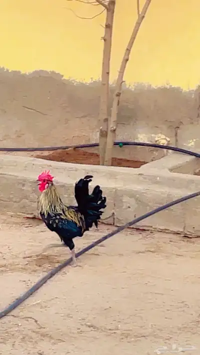 ديك فخم للبيع مكة المكرمة 2