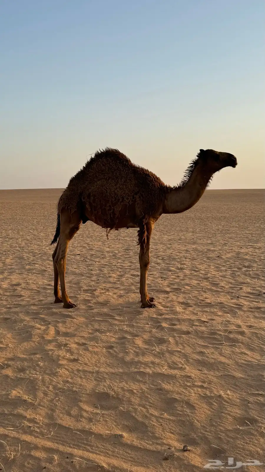 قعود سمين جدا 0