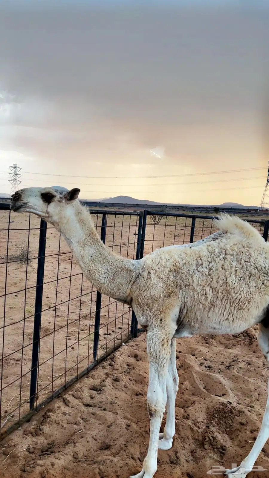 حوار للبيع من عيال بعارين ابن حميد 5