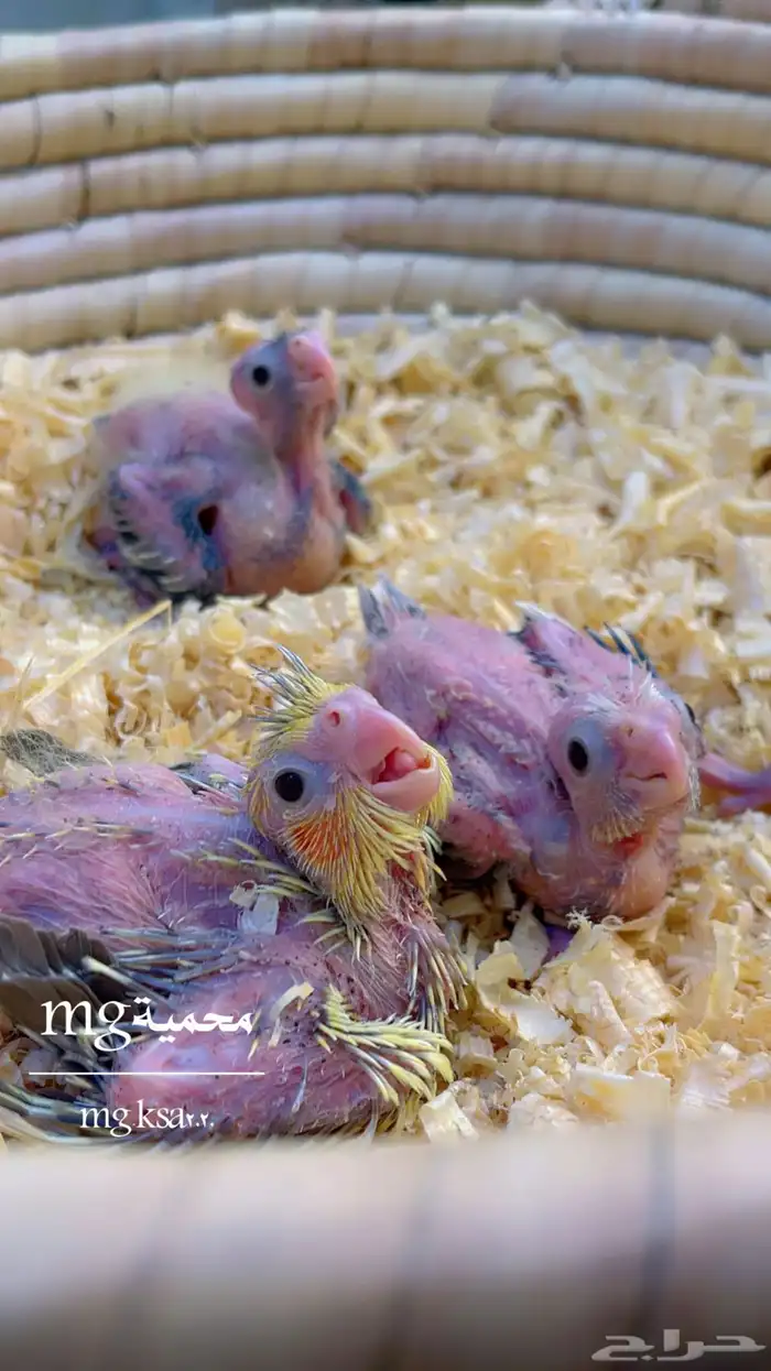 فروخ كروان نورمل وفراشة وهولندي تم البيع الله يبارك 2