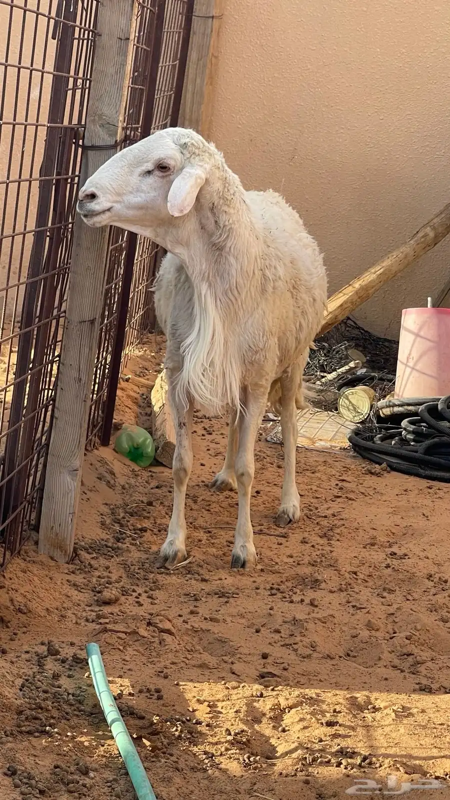 فحل عارضي وفحل حري سلم ويلقحن 4