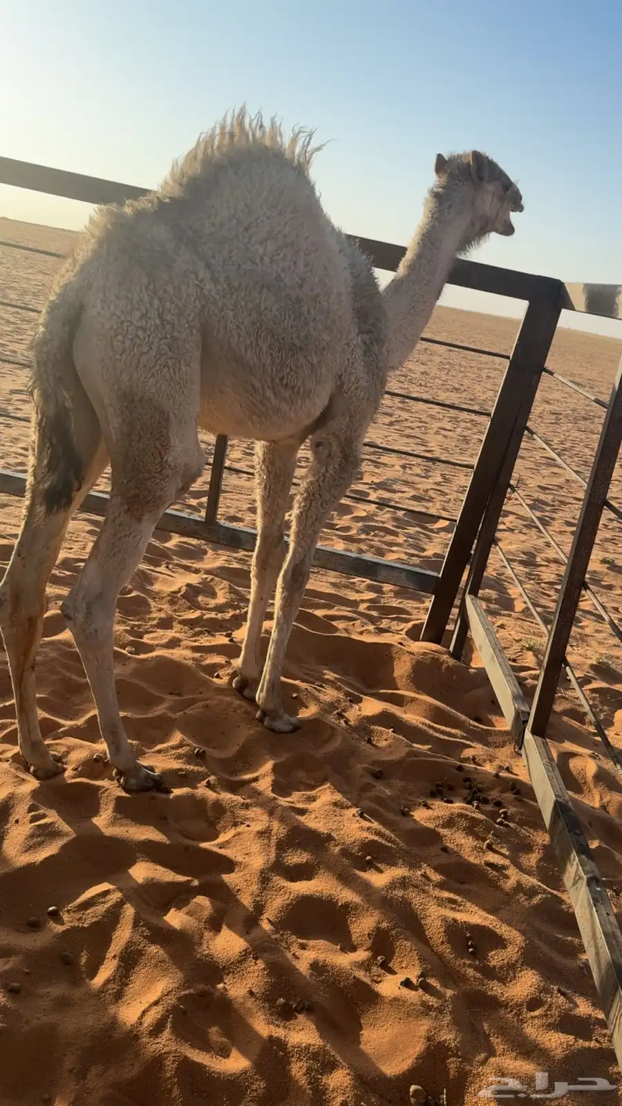 حواره للبيع 0