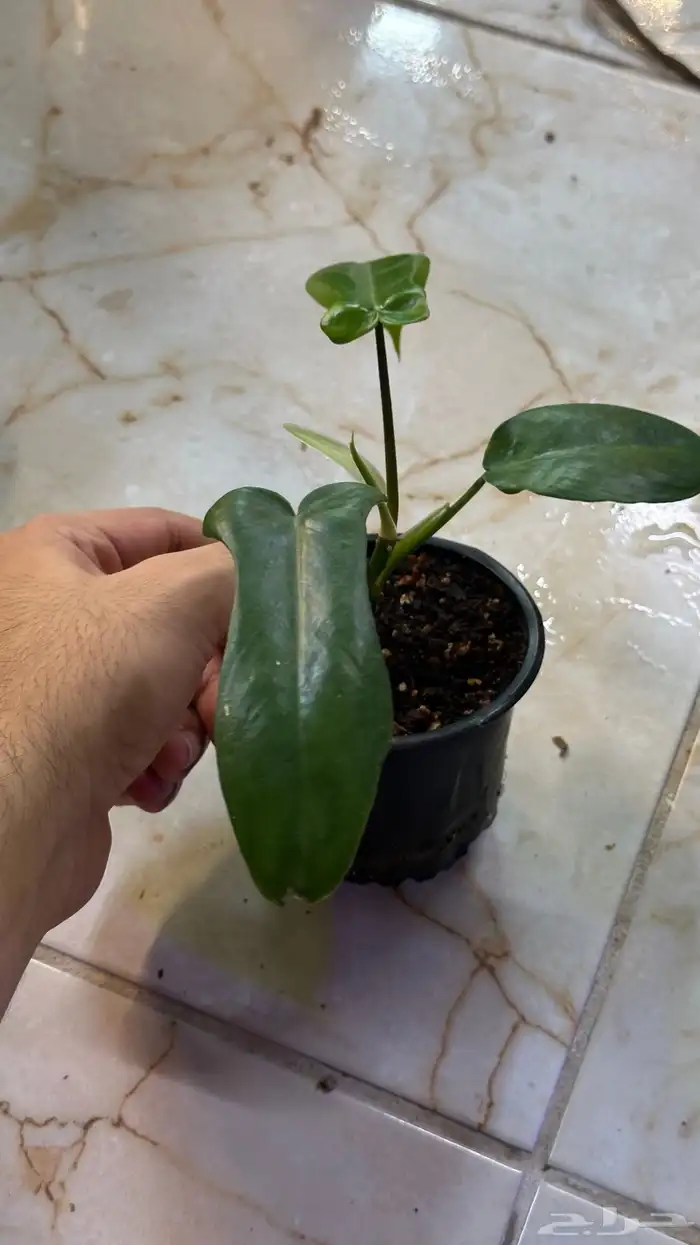 عروض على النباتات الداخلي 1