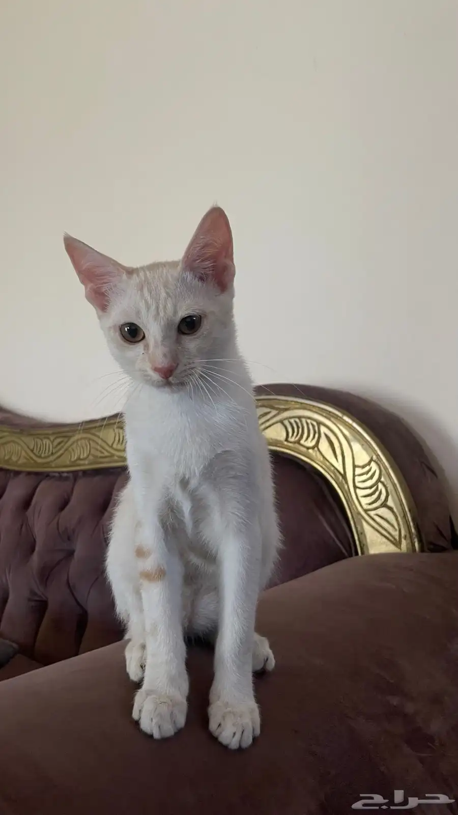 للتبني 3
