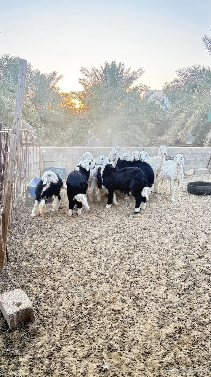غنم نجدي للبيع 7