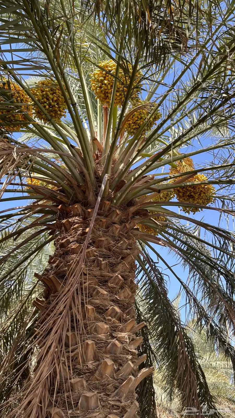 للبيع محصول نخل خلاص وهلالي وبرحي 7