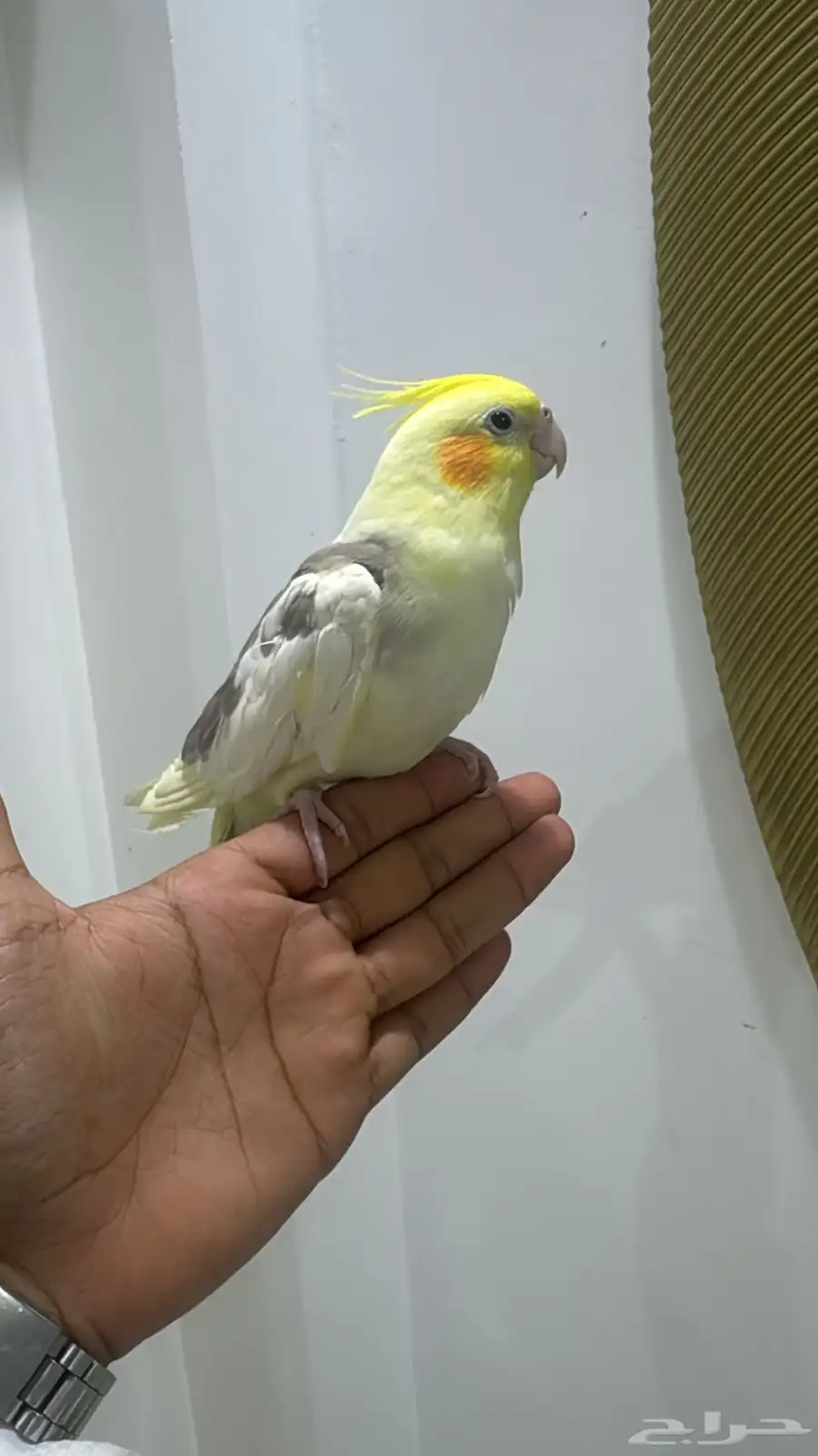كروان اليف ويصلح للأطفال 0