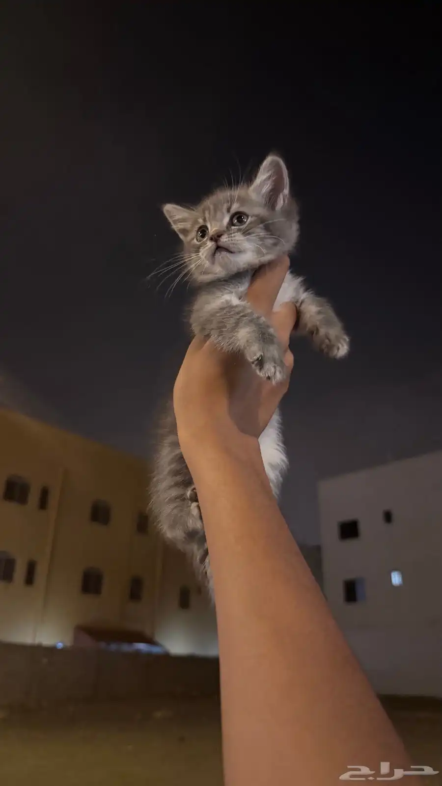 كيتن لعوب جدا للبيع 3