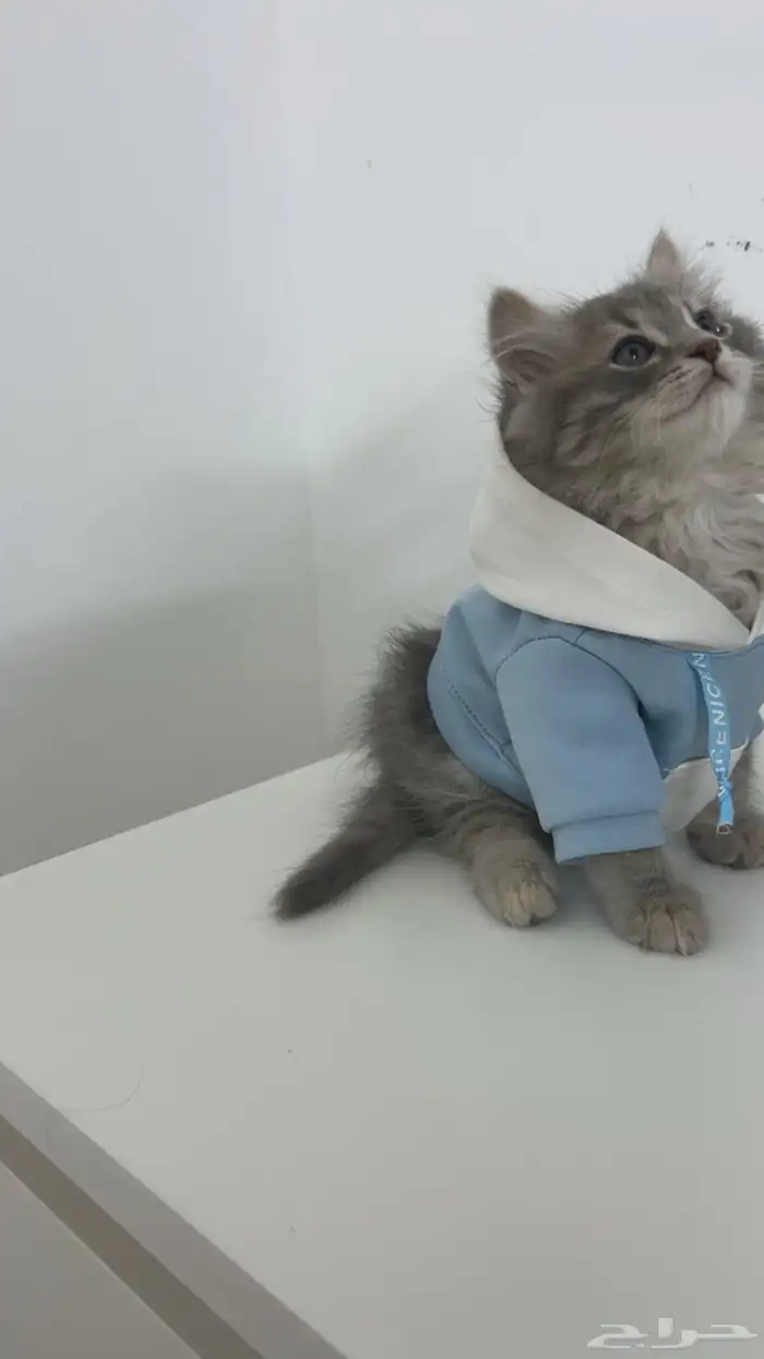 قطط 1
