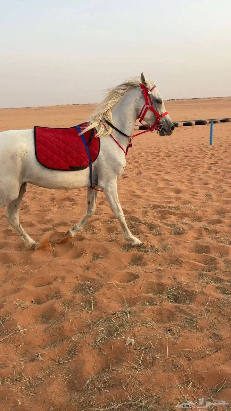 فرس 2