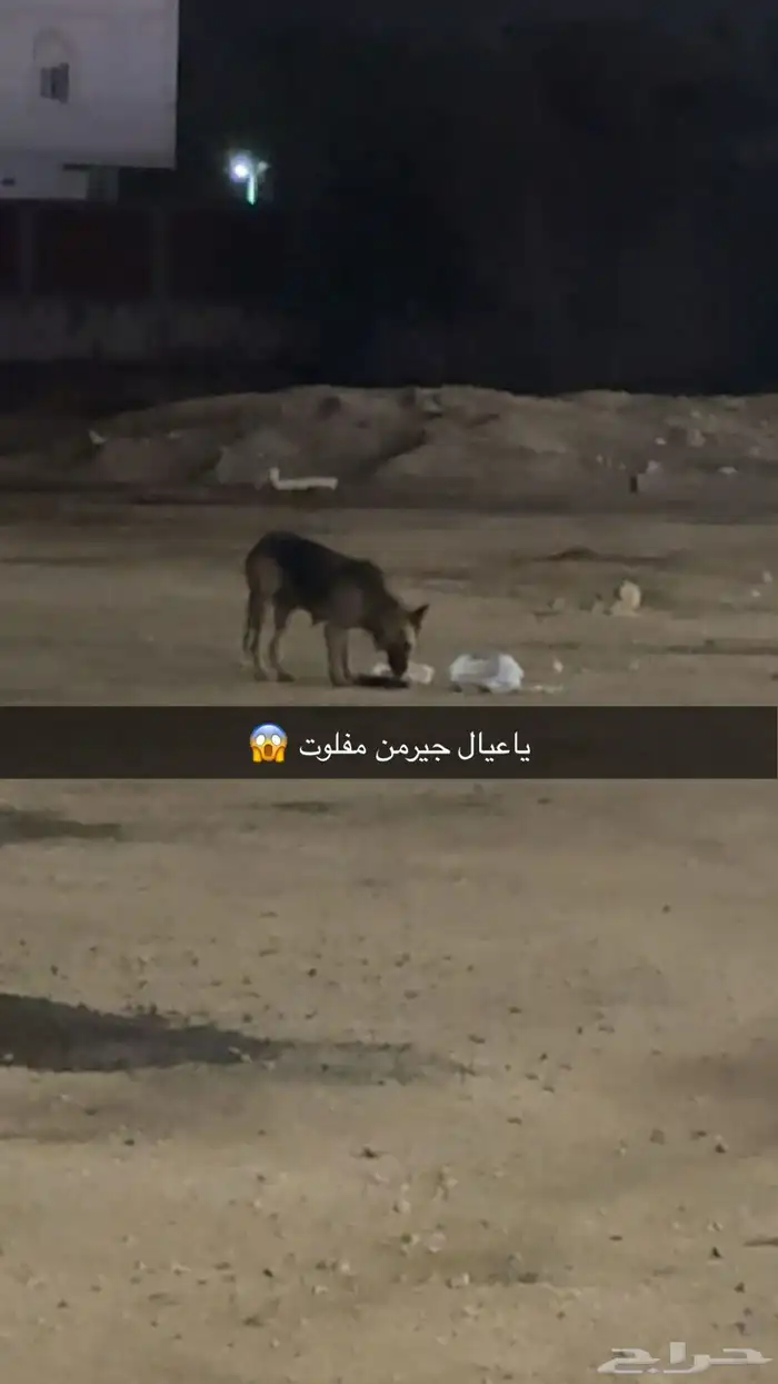 جيرمن شيبرد ضايع 0