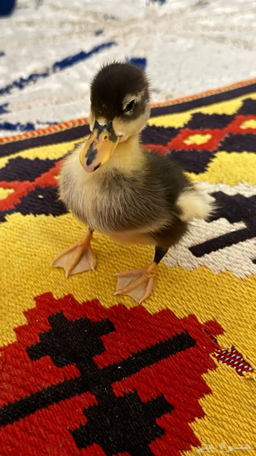 بطه لعوبه 1