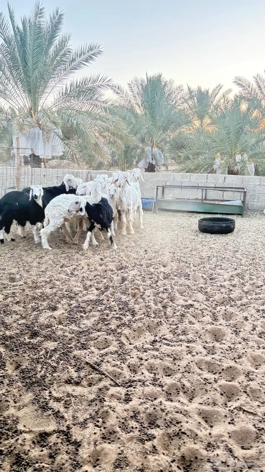 غنم نجدي للبيع 2