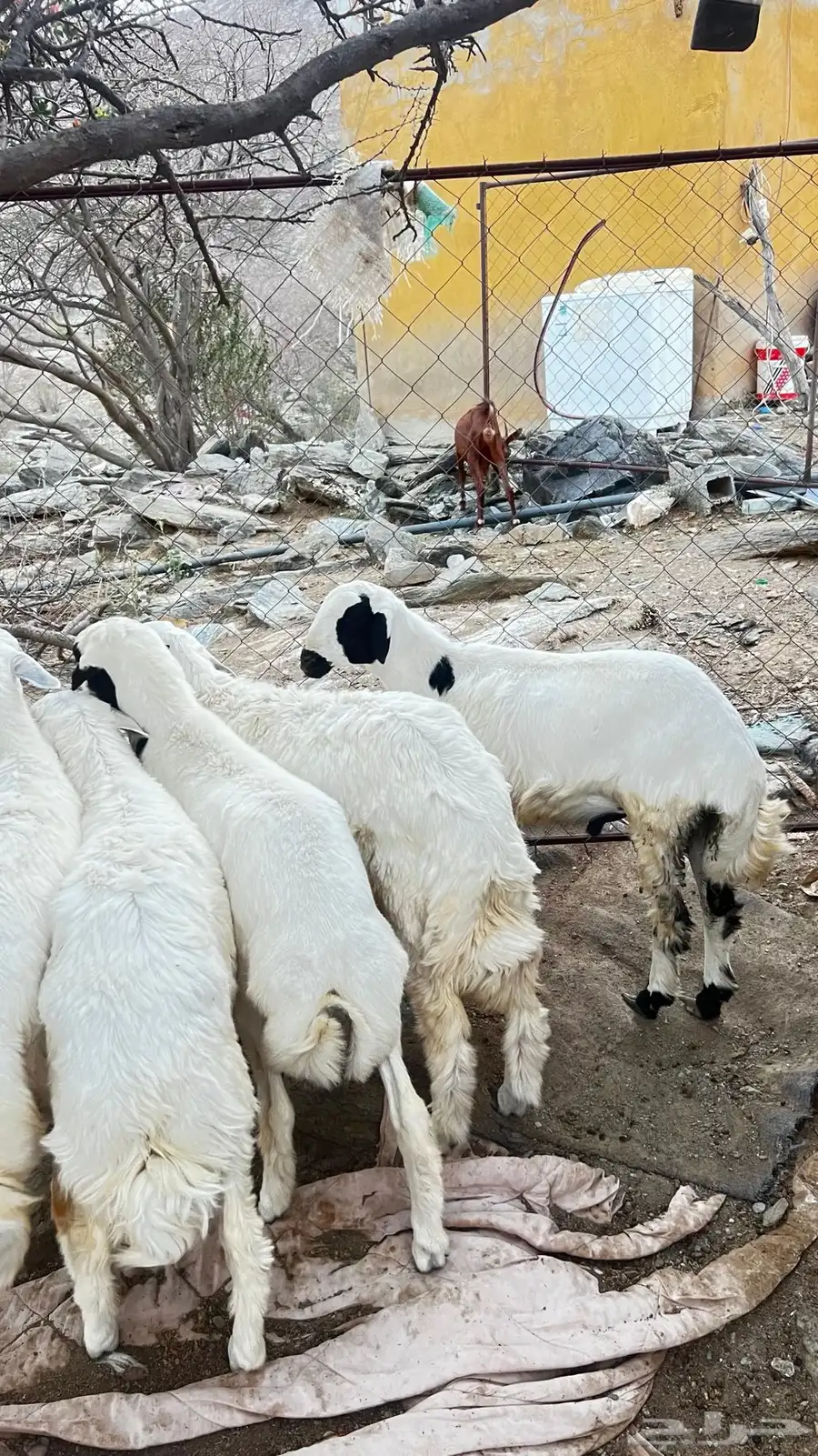 يوجد خرفان وتيوس علا حسب الزبون يوجود ذبح وتوصيل 0